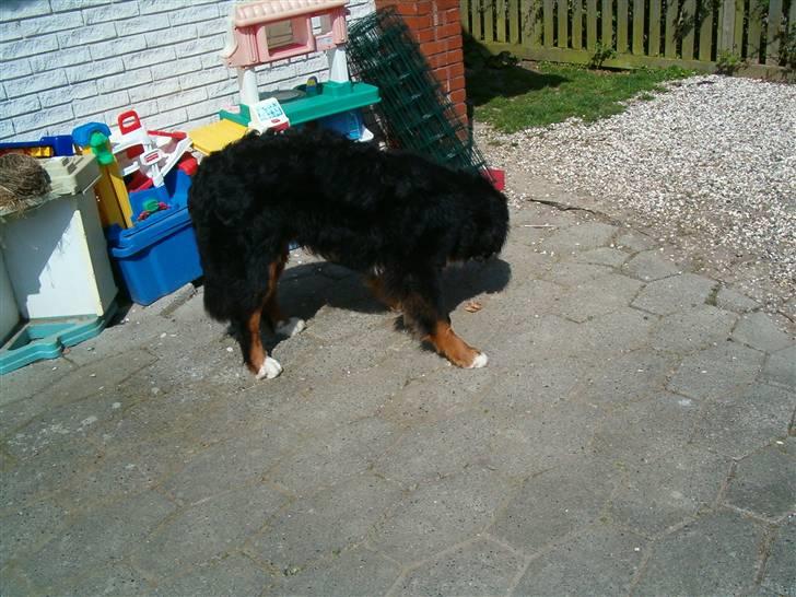 Berner sennenhund Laban SOLGT :'( - ´´Hvad er det mon?´´ billede 2