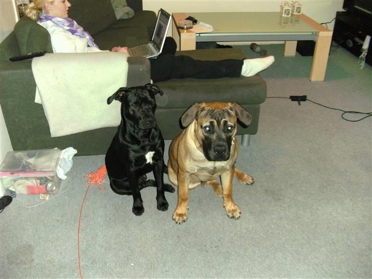 Boerboel anasha moeffe billede 1