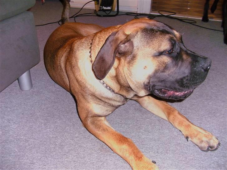 Boerboel anasha moeffe billede 2
