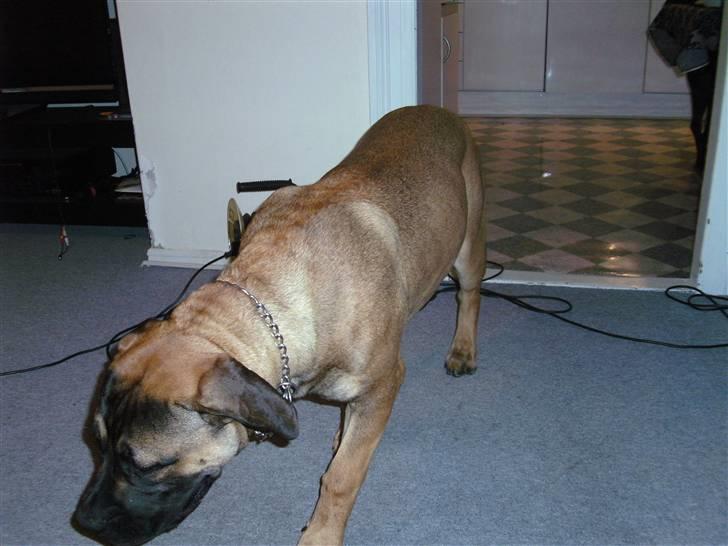 Boerboel anasha moeffe billede 3