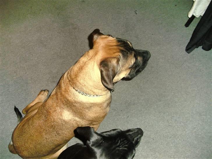 Boerboel anasha moeffe billede 6