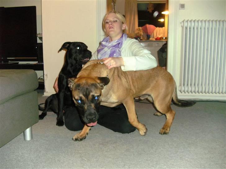 Boerboel anasha moeffe billede 7