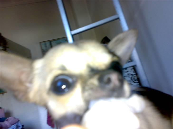 Chihuahua Tufsan - GAL!!! billede 6