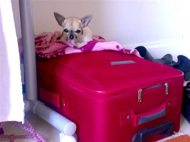 Chihuahua Tufsan - Taskehund??! billede 7