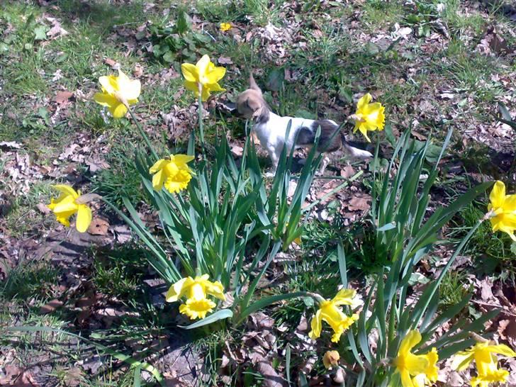 Chihuahua Tufsan - Dejlig påske! billede 8