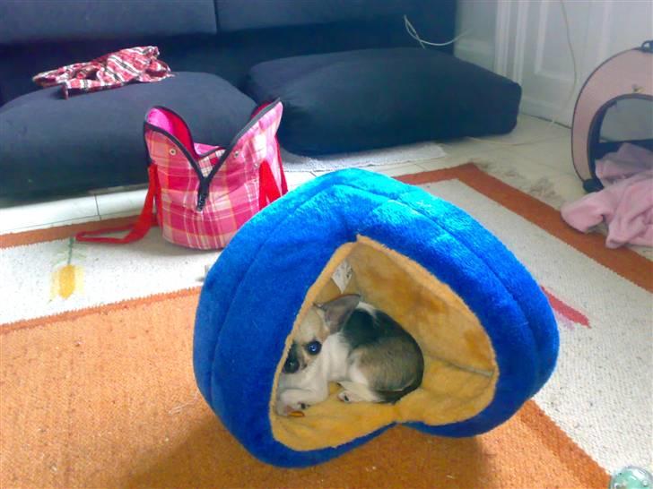 Chihuahua Tufsan - Er jeg ikke söd, sellom jeg har vaelt min kurv? billede 9