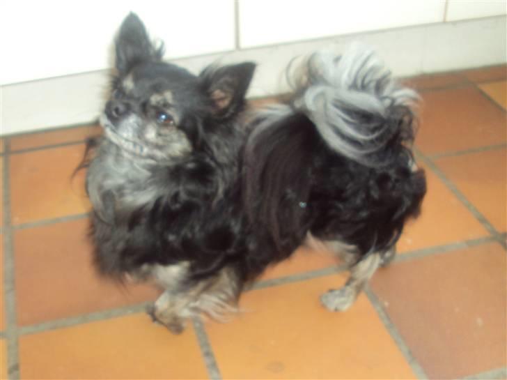 Chihuahua cæser - er jeg ikke sej  :D billede 1