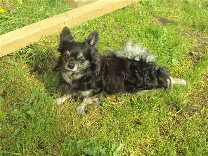 Chihuahua cæser - ahh solskin   :D billede 2