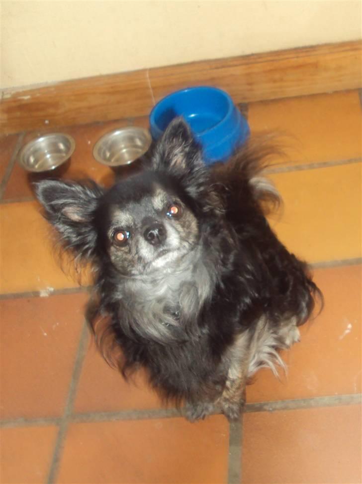 Chihuahua cæser - er jeg ikke fin billede 3