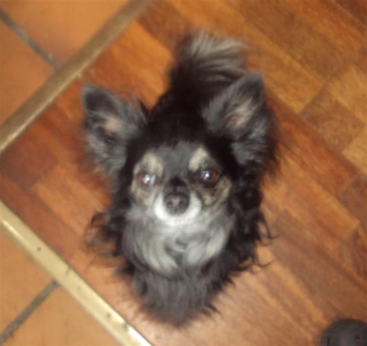 Chihuahua cæser billede 4