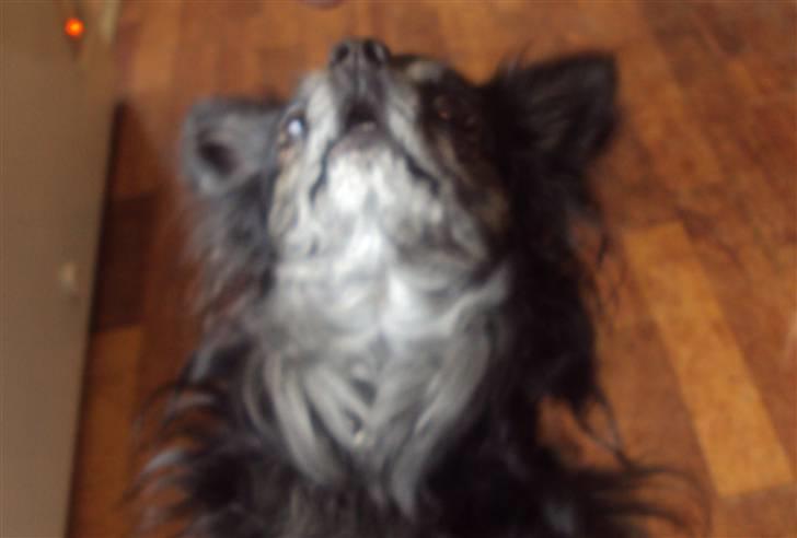 Chihuahua cæser - her kan man rigtig se det fine overbid...  han er bare så cute :) billede 5