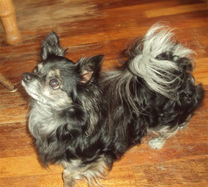 Chihuahua cæser billede 6