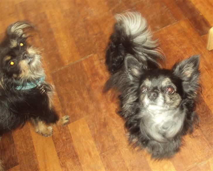 Chihuahua cæser - det er cæser og lulu.. (en veninde`s hund) billede 7