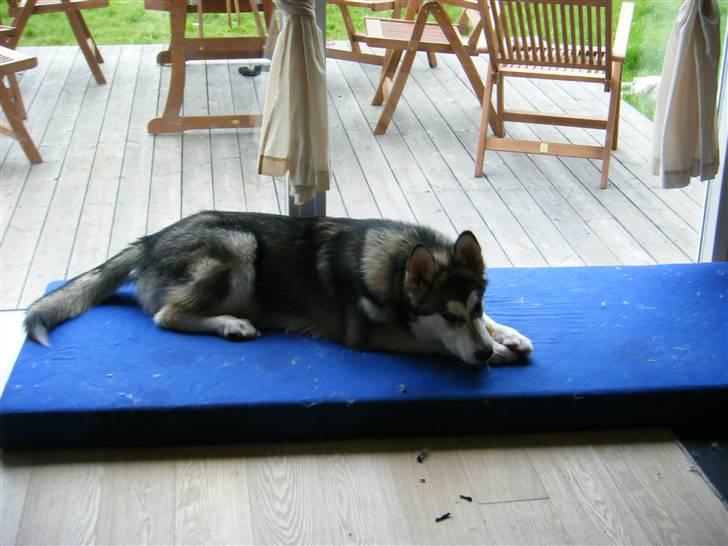 Alaskan malamute SASKE <3 R.I.P babydreng  - Keder mig lidt... billede 6