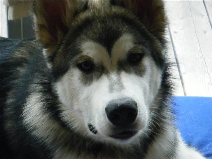 Alaskan malamute SASKE <3 R.I.P babydreng  - Er jeg ikke søøød ? :) billede 7