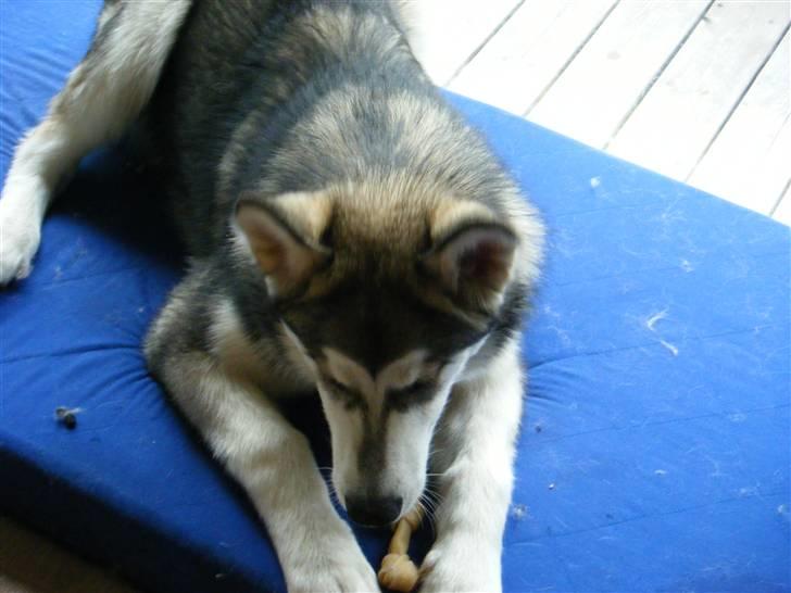 Alaskan malamute SASKE <3 R.I.P babydreng  - Spiser liiige et lille ben.. Haps billede 8