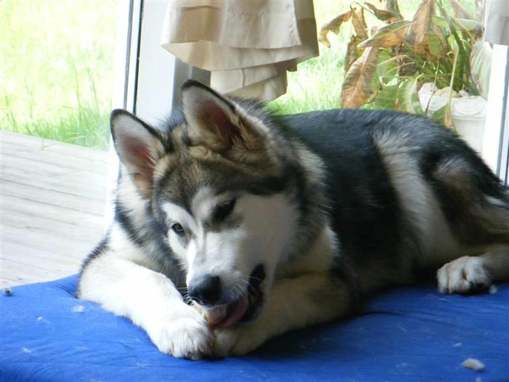 Alaskan malamute SASKE <3 R.I.P babydreng  - Haps Haps Haaaps billede 9