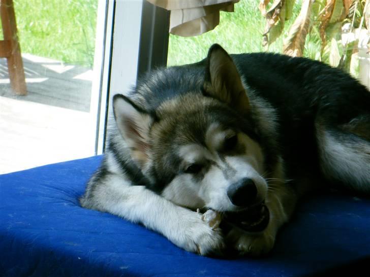 Alaskan malamute SASKE <3 R.I.P babydreng  - Kan slet ikke få nok-... billede 10