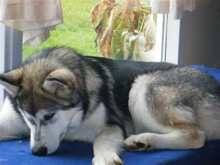 Alaskan malamute SASKE <3 R.I.P babydreng  - Mmmmmmm... Min madras duuufter  billede 11