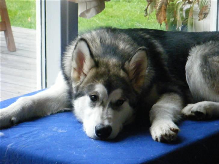 Alaskan malamute SASKE <3 R.I.P babydreng  - Flader liiiige billede 12
