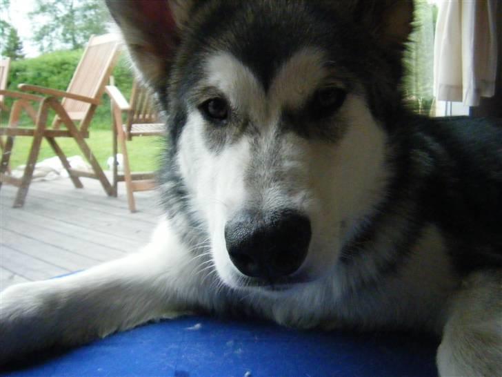 Alaskan malamute SASKE <3 R.I.P babydreng  - Hej Moaar  billede 13