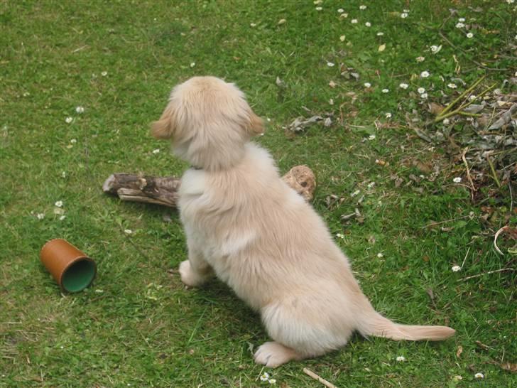 Golden retriever (Ozzy) "Marley" billede 12