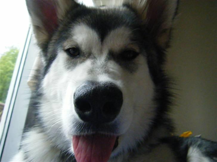 Alaskan malamute SASKE <3 R.I.P babydreng  - Blaaaaah billede 14