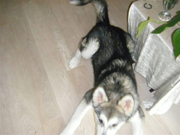 Alaskan malamute SASKE <3 R.I.P babydreng  - Uuuuh jeg er en farlig vovse billede 15