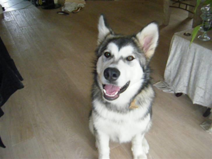Alaskan malamute SASKE <3 R.I.P babydreng  - Gi mig nu bare den kikser... billede 16