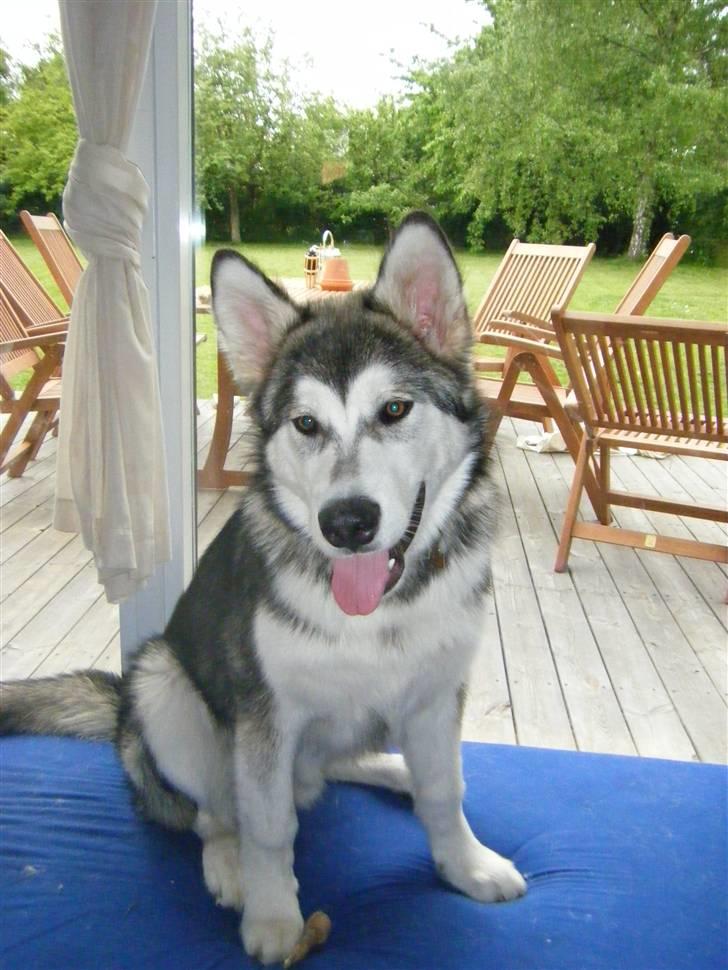 Alaskan malamute SASKE <3 R.I.P babydreng  - Ja ja man er vel lækker... Af natur ;) billede 17
