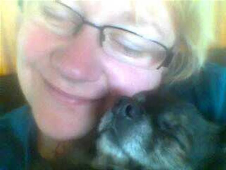 Chihuahua cæser - putter med mor..  :O) billede 8