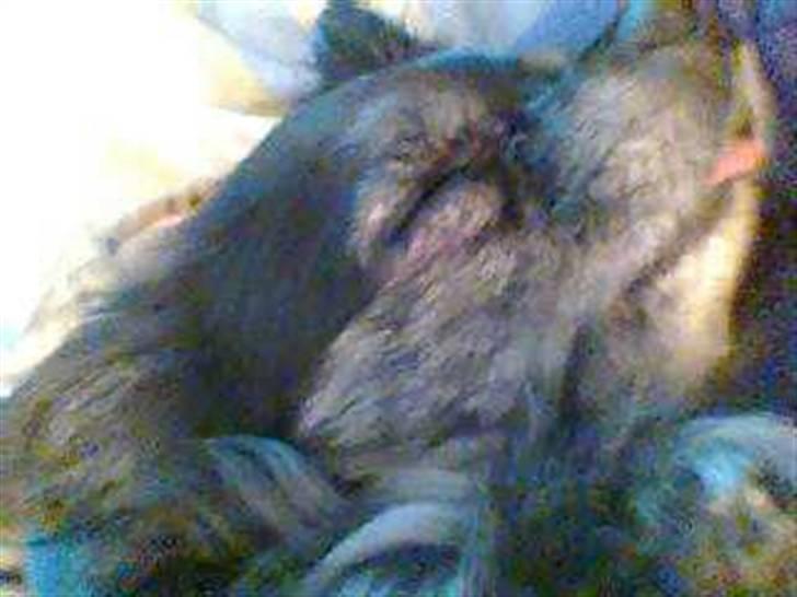 Chihuahua cæser billede 9