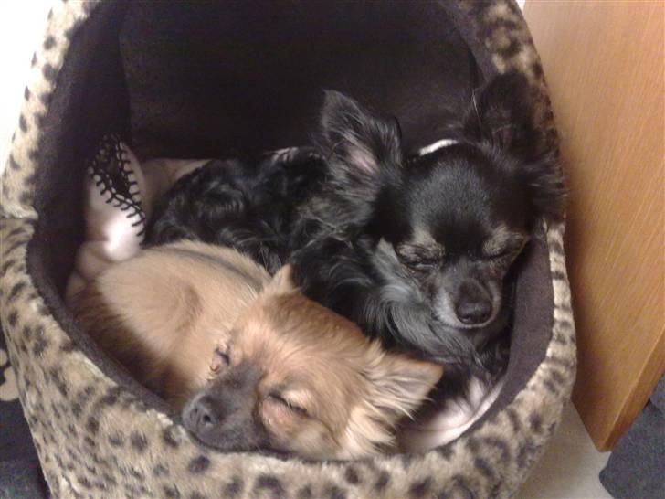 Chihuahua cæser - er kommer med på arbejde.. og ligger med min veninde billede 10