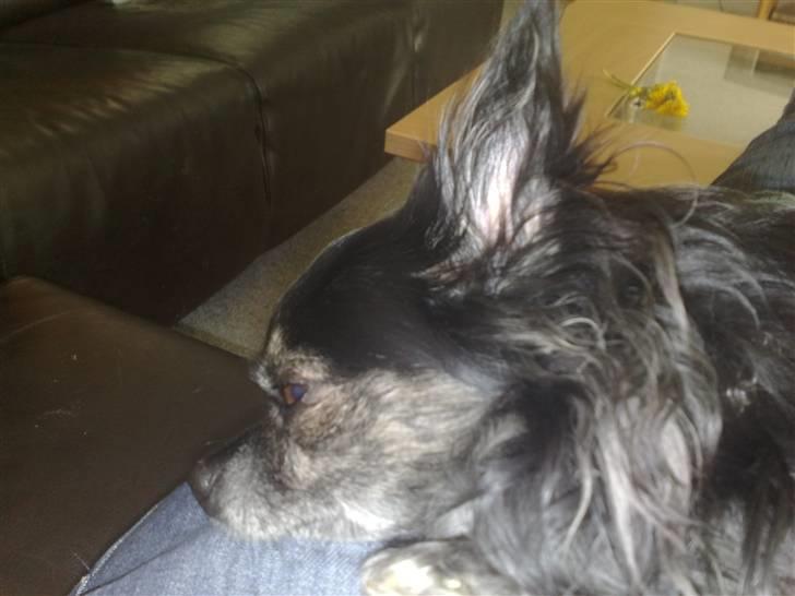 Chihuahua cæser billede 11