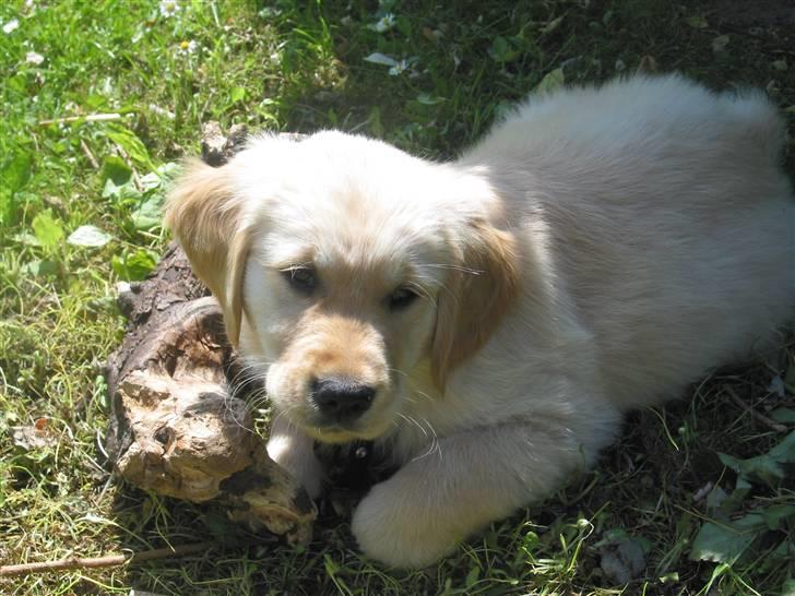 Golden retriever (Ozzy) "Marley" billede 13