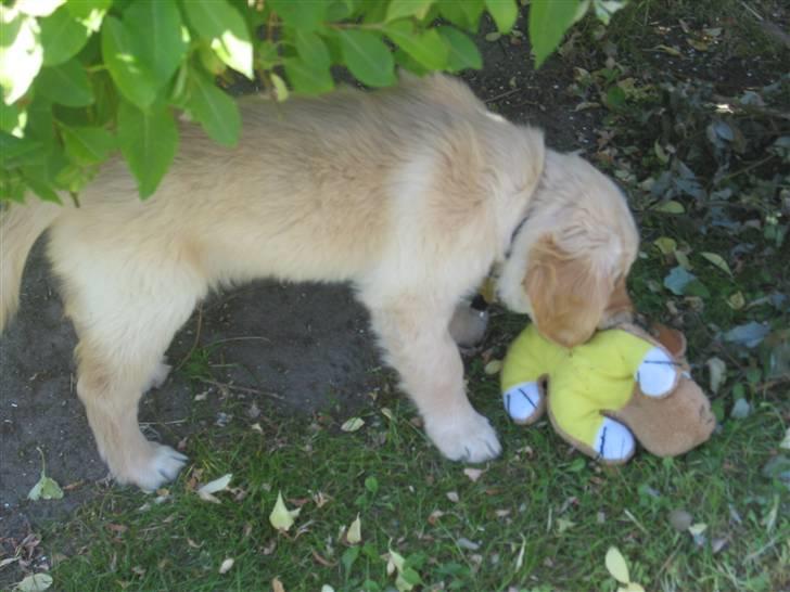 Golden retriever (Ozzy) "Marley" billede 14