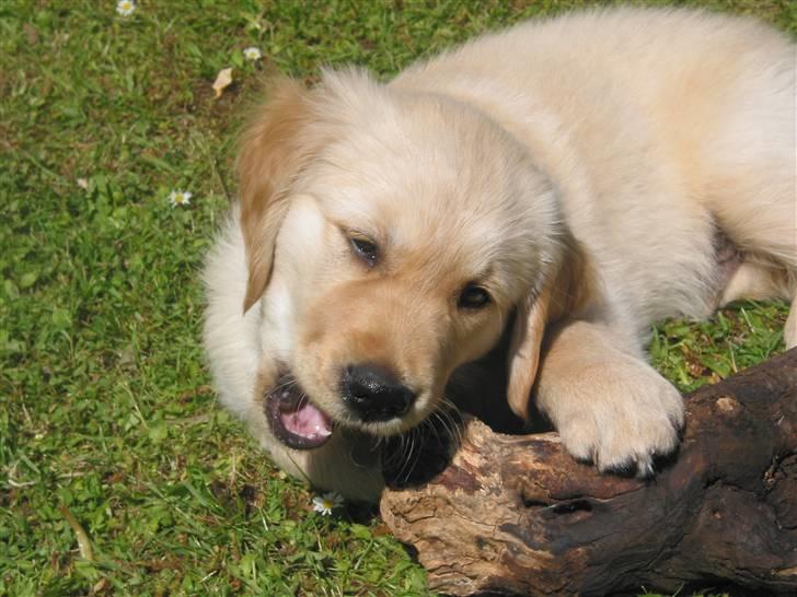 Golden retriever (Ozzy) "Marley" billede 15