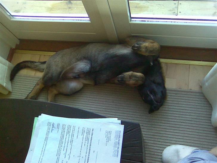 Schæferhund Sam billede 11