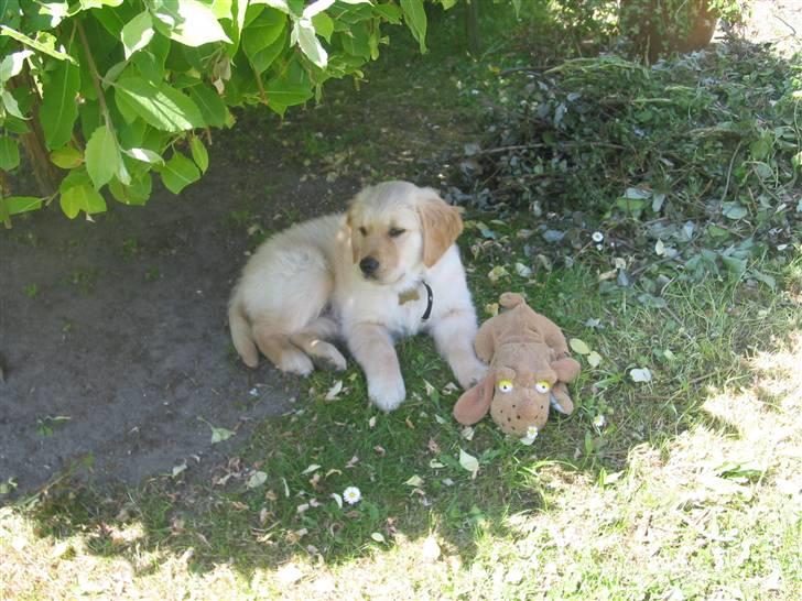 Golden retriever (Ozzy) "Marley" billede 16
