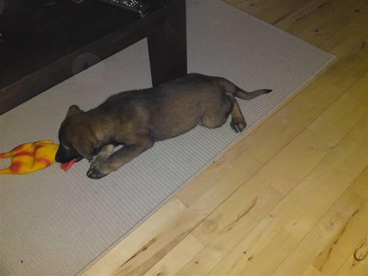 Schæferhund Sam billede 12