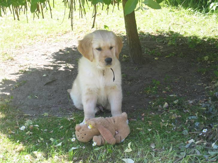Golden retriever (Ozzy) "Marley" billede 17
