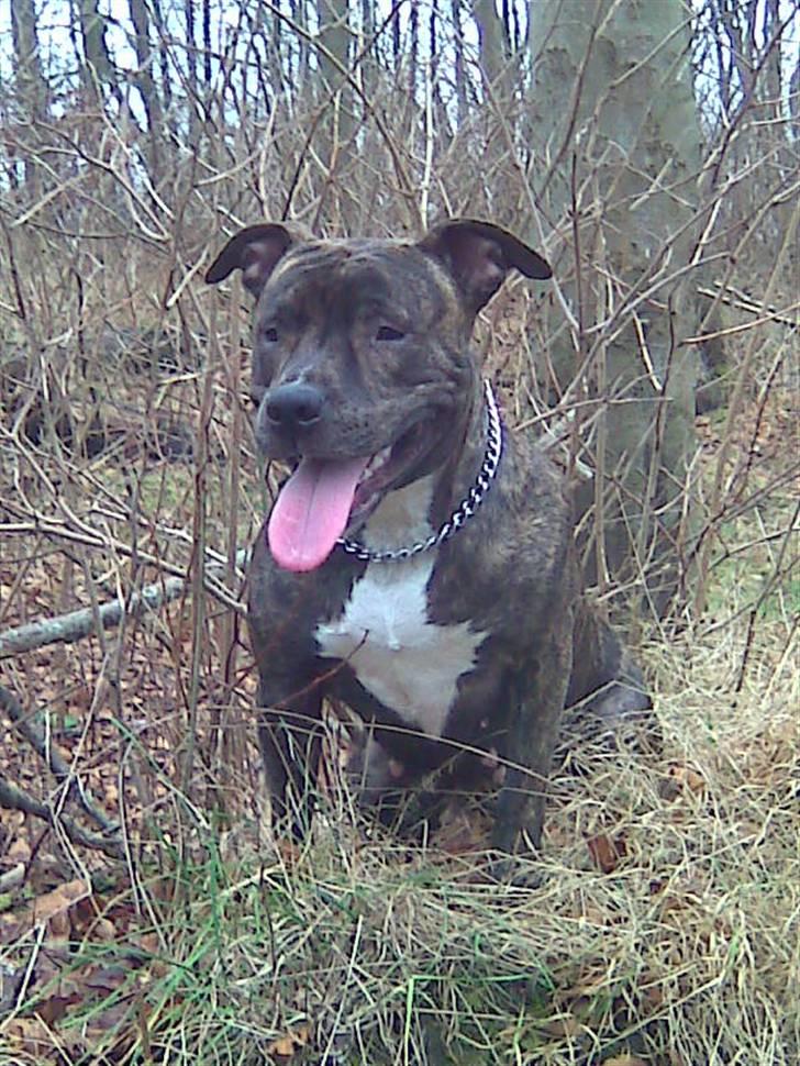 Amerikansk staffordshire terrier TILLE ***RIP*** billede 10