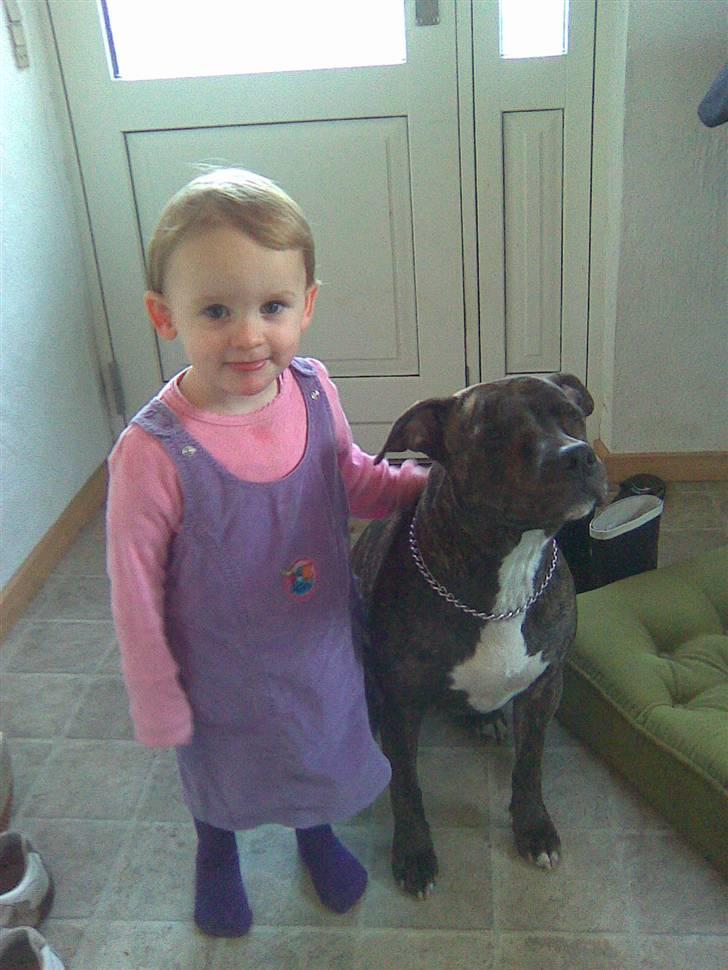 Amerikansk staffordshire terrier TILLE ***RIP*** billede 11