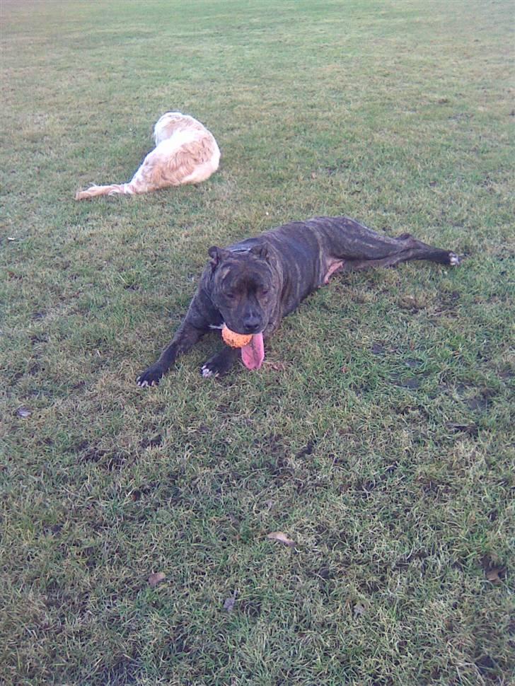 Amerikansk staffordshire terrier TILLE ***RIP*** billede 12