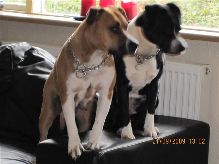 Amerikansk staffordshire terrier ~*~*~*~ Angie ~*~*~*~ - Angie og hendes mor ... billede 12