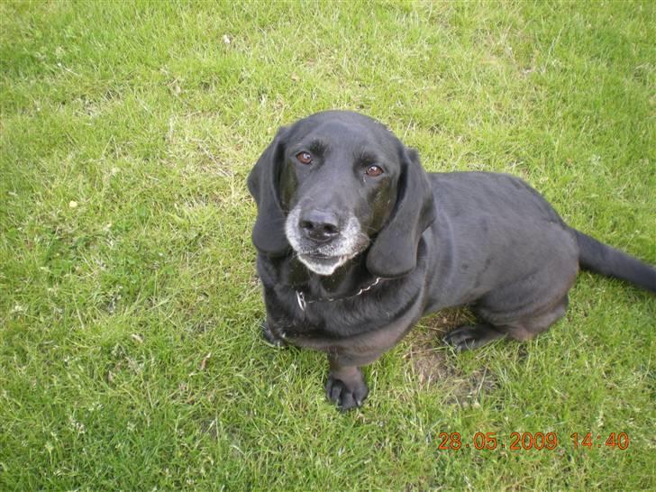 Blanding af racer Mille billede 2