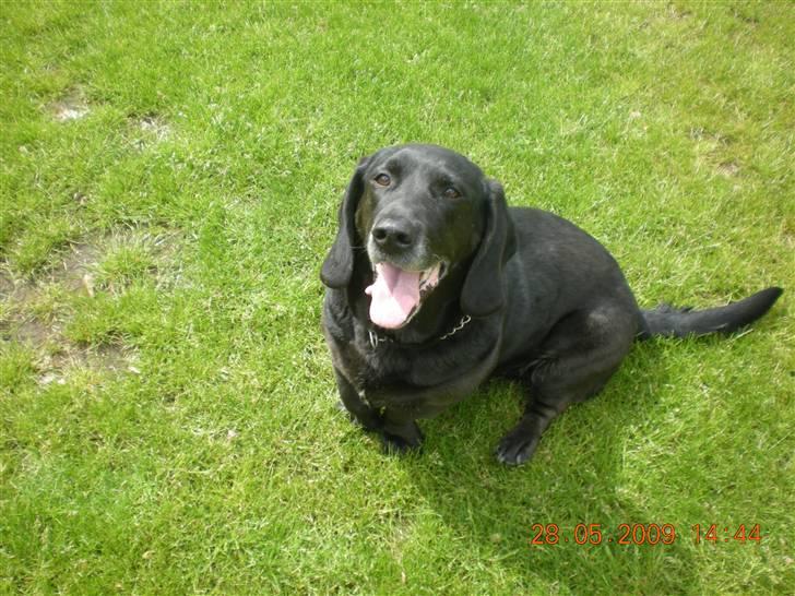 Blanding af racer Mille - mille sidder på græsset  billede 3