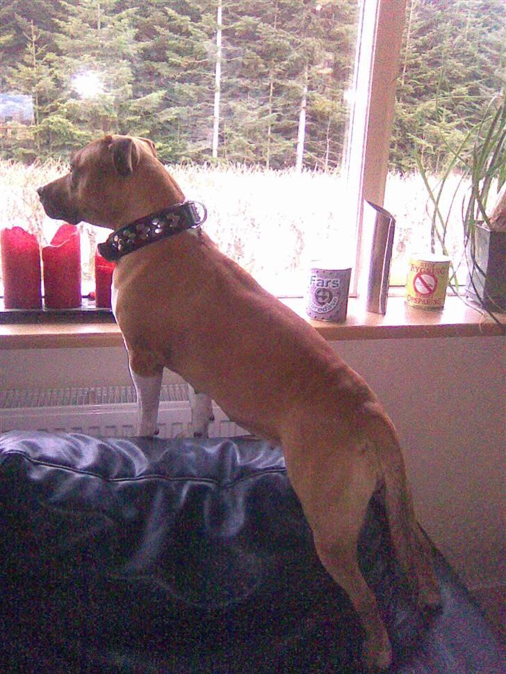 Amerikansk staffordshire terrier ~*~*~*~ Angie ~*~*~*~ billede 13