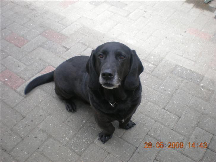 Blanding af racer Mille billede 4