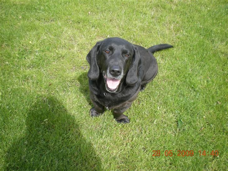 Blanding af racer Mille billede 5